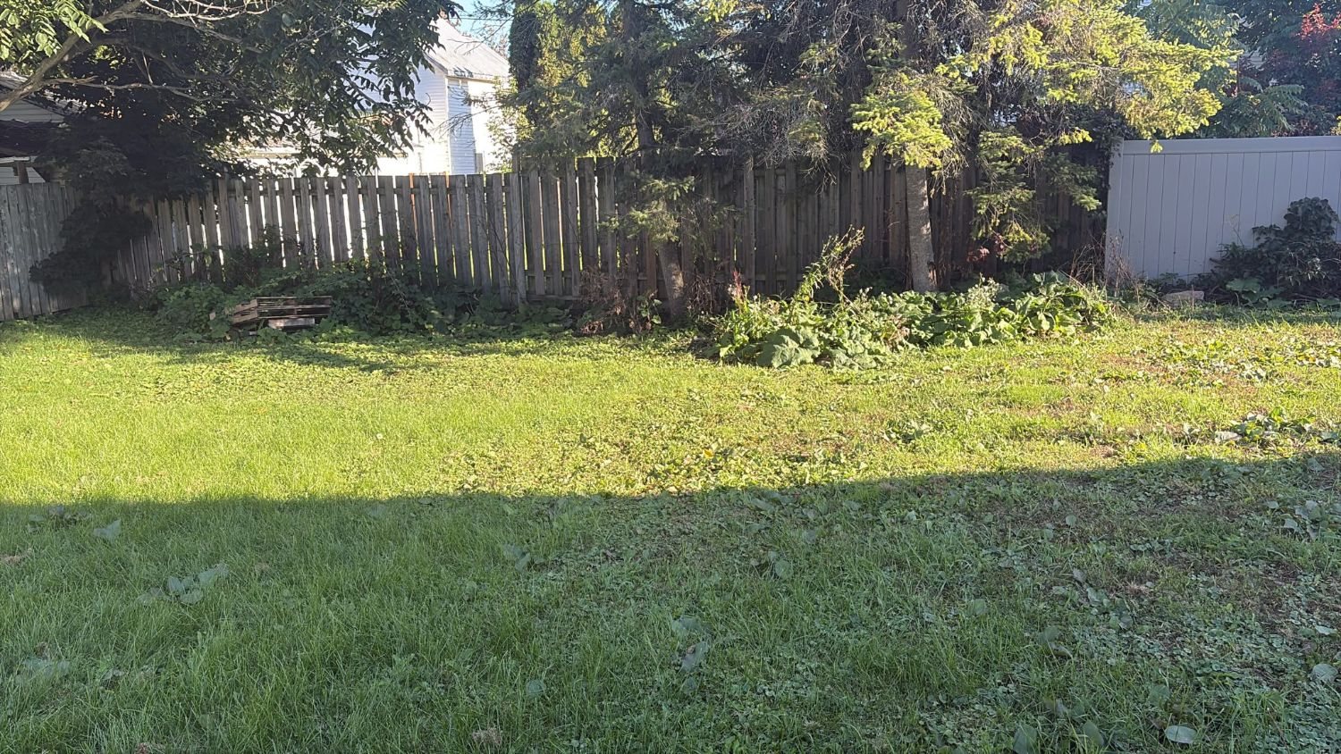 Backyard before: grass and weeds